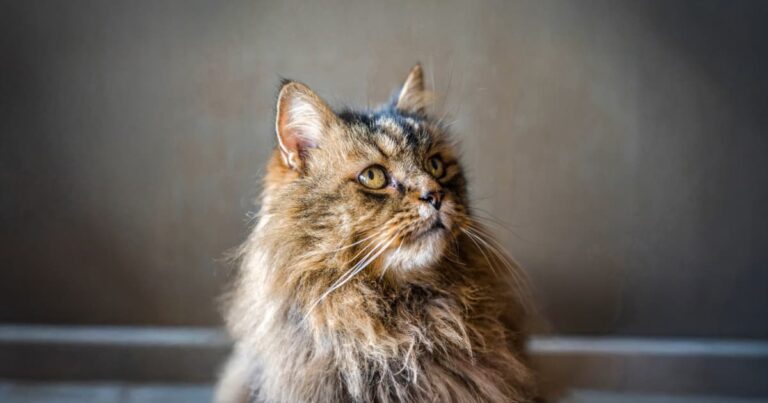 A close-up of a black and brown striped long-haired cat with yellow eyes and long white whiskers.