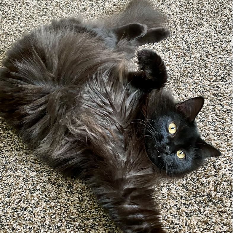 A close-up of a black, long-haired cat lying on its back on the living room floor.