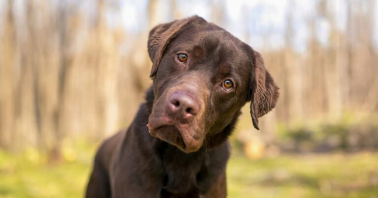 A close-up of a brown dog staring at the viewer while tilting its head to the side.