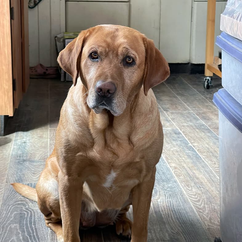 A close-up of a brown and white labrador retriever sitting on a wooden floor.