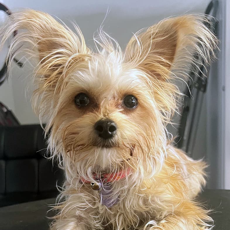 A close-up of a small blonde Yorkshire terrier wearing an orange collar.