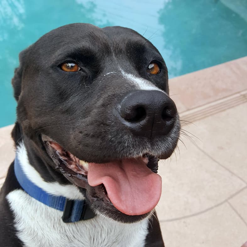 A close-up of a white and black dog wearing a blue collar while sitting next to a swimming pool.
