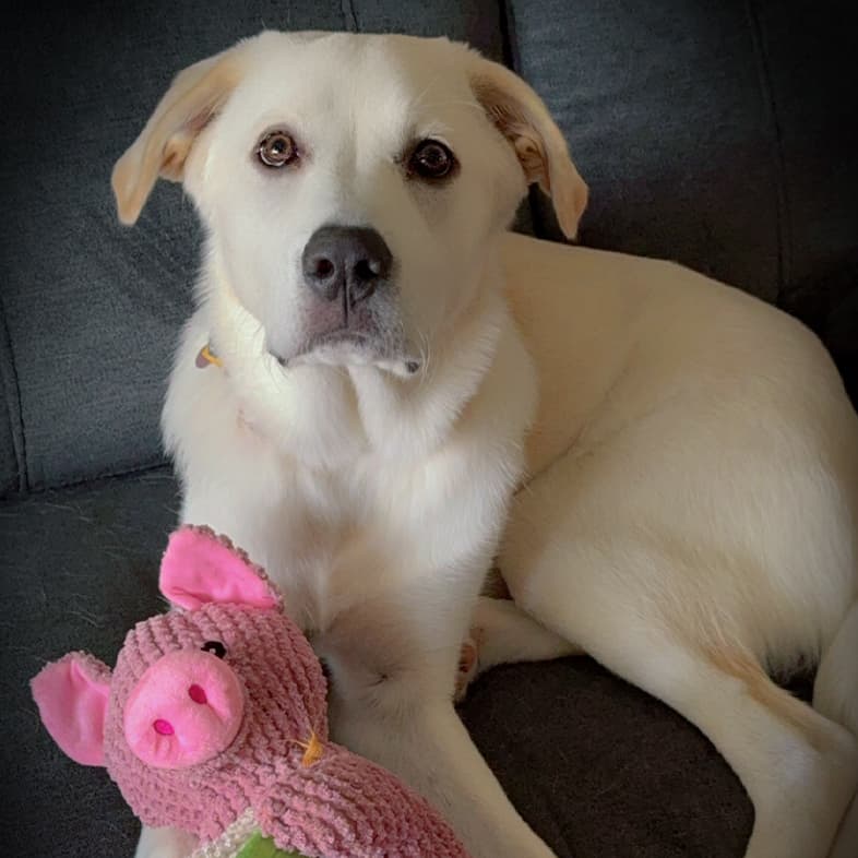 A close-up of a white dog lying on a couch with a pink pig toy between its front paws.