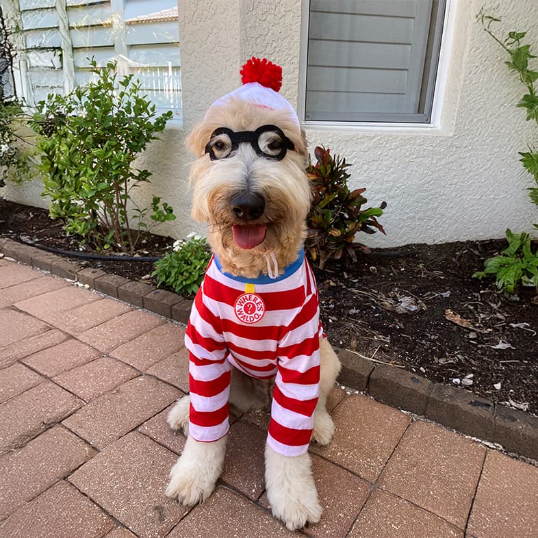 A fluffy dog sitting outside wearing a Where's Waldo costume with a red and white striped shirt, a pom-pom hat and black glasses.
