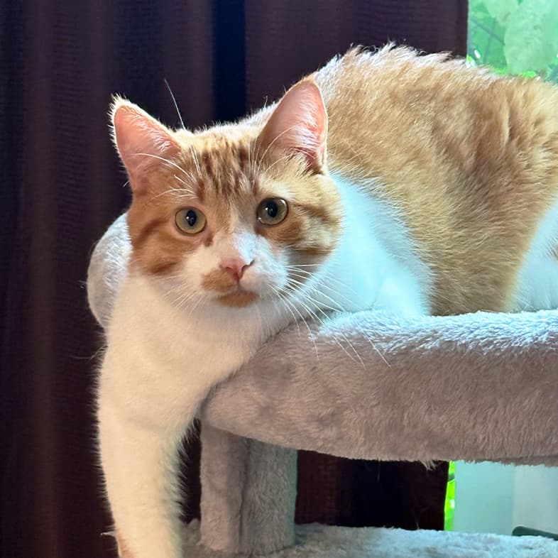 An orange and white cat lying comfortably with one arm hanging off the side of a cat tree.