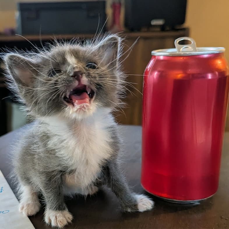 A tiny, fluffy gray and white kitten sitting on a table with its mouth open next to a red can of soda.