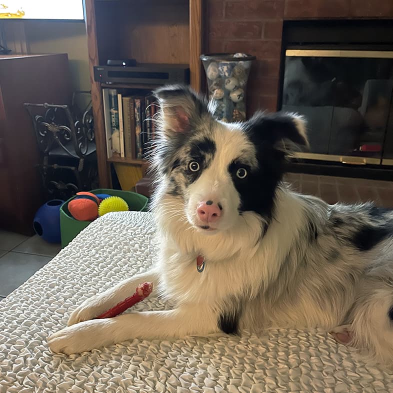 A white, black and gray border collie lying on a dog bed with a red chew toy between its two front paws.