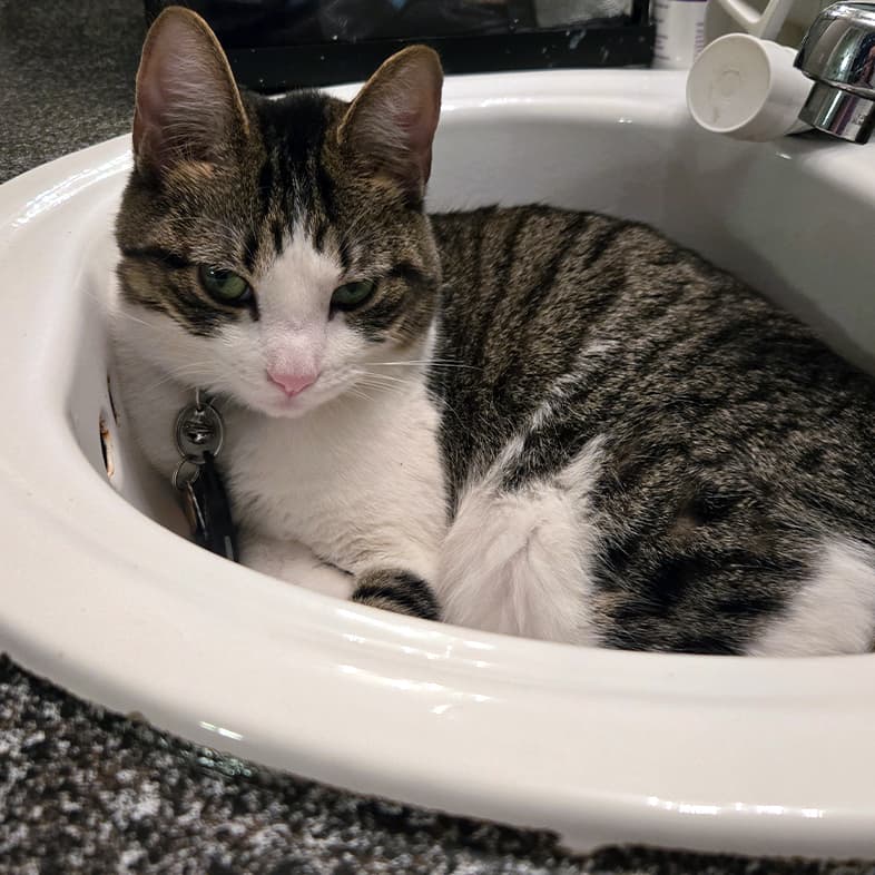 A white, brown and black striped cat lying comfortably in a small sink bowl.