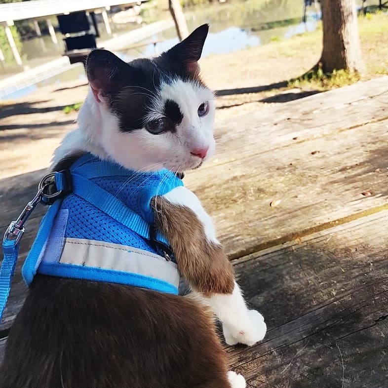 A brown and white American shorthair cat wearing a blue harness while sitting on a wooden picnic table at a park.