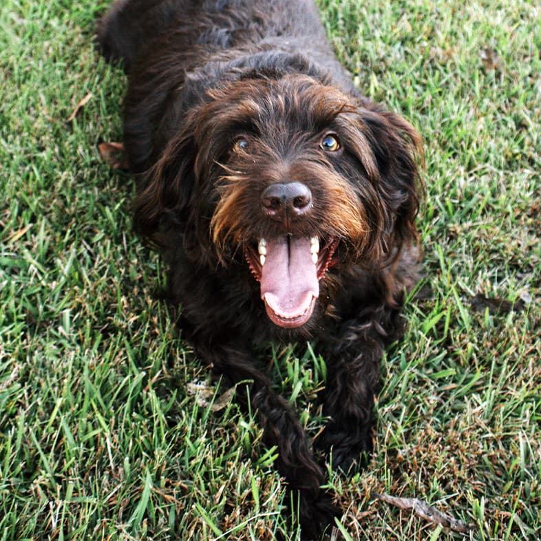 A close-up of a black and brown long-haired dog smiling while lying in the grass outside.