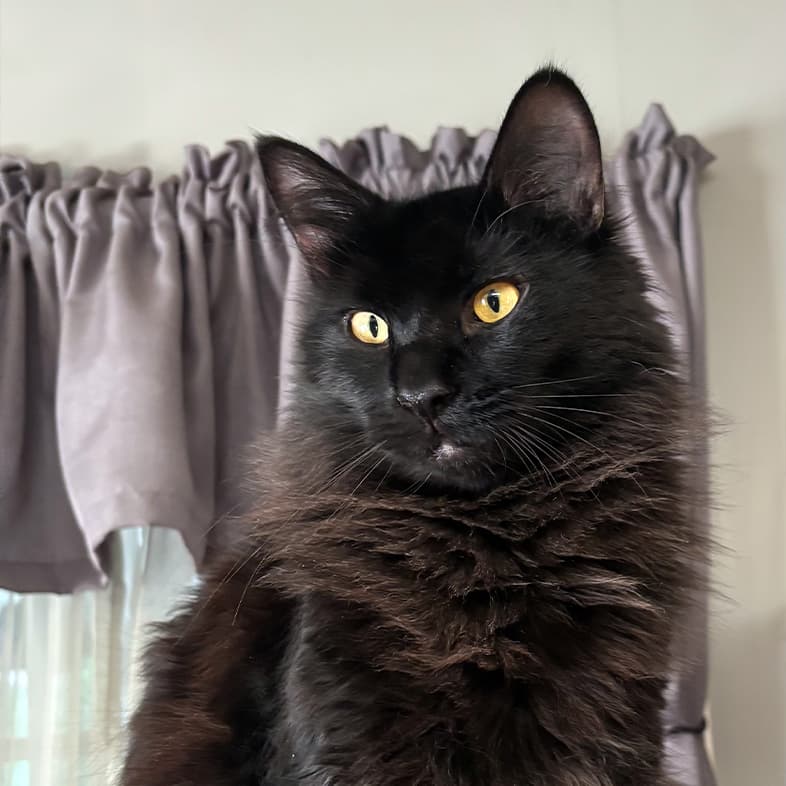 A close-up of a black domestic longhair cat with yellow eyes sitting in front of a window.