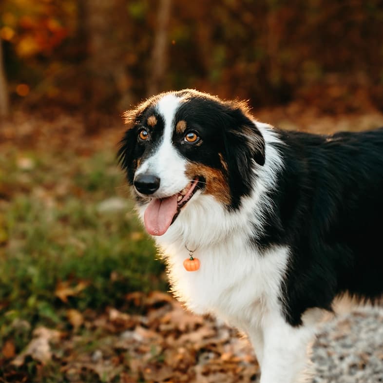 A close-up of a black, white and tan dog standing on a trail in the woods with the sun setting in the background.