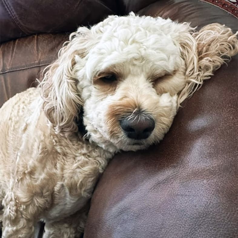 A close-up of a blonde cocker spaniel sleeping on the arm of a brown leather couch.