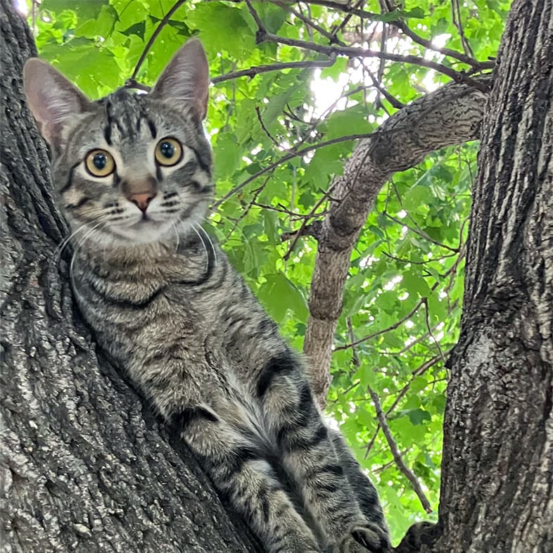 A close-up of a brown and black striped cat with yellow eyes sitting in a tree outside.