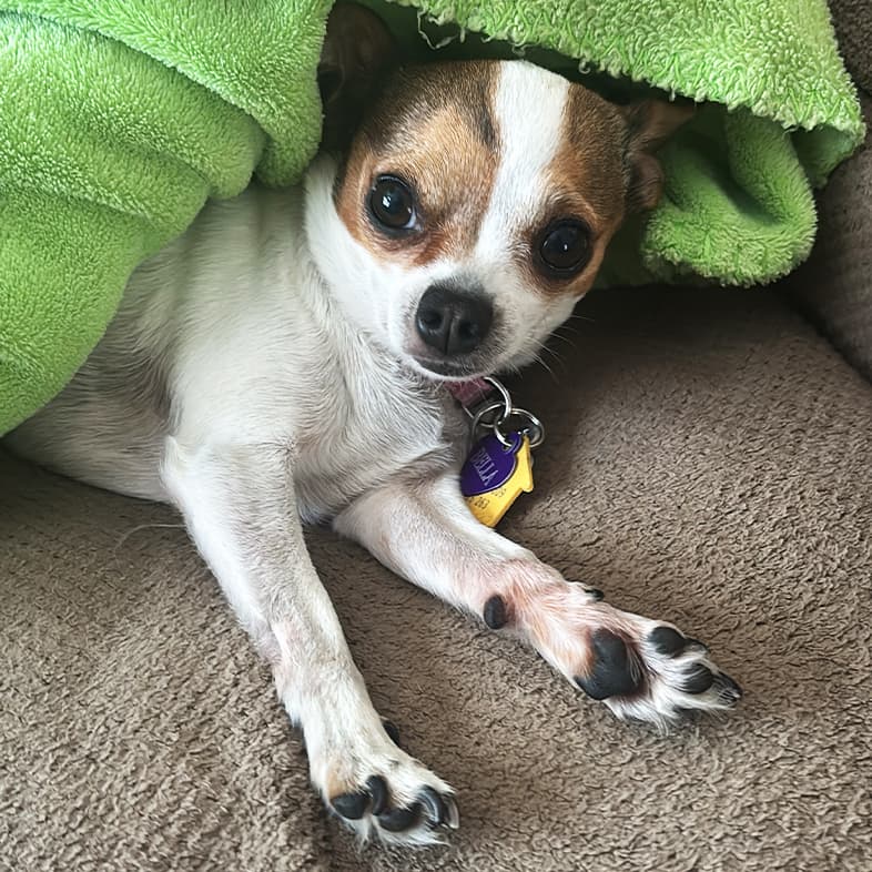 A close-up of a brown and white Chihuahua dog peeking its head and front paws out from underneath a green blanket.