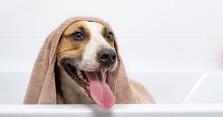 A close-up of a brown and white dog sitting in a bathtub smiling with its tongue out and a bath towel draped over its head.