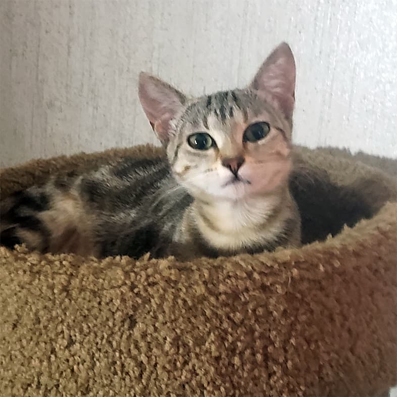 A close-up of a gray and black striped American shorthair kitten lying comfortably in a small cat bed.