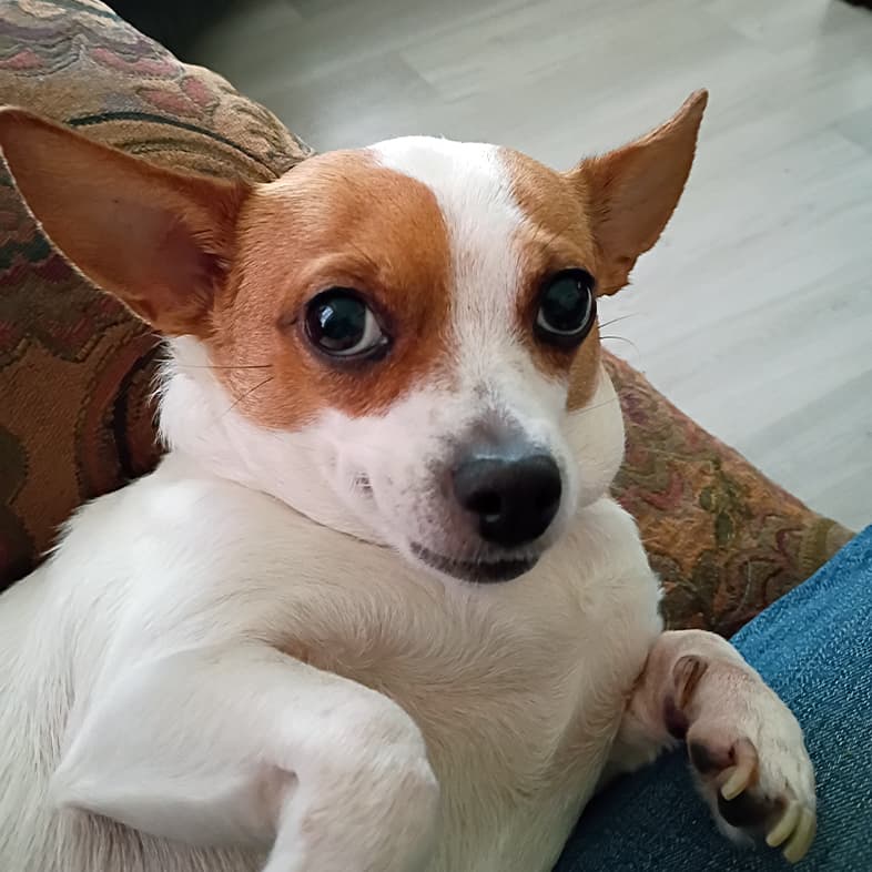 A close-up of a small brown and white dog lying on its back in someone's lap.