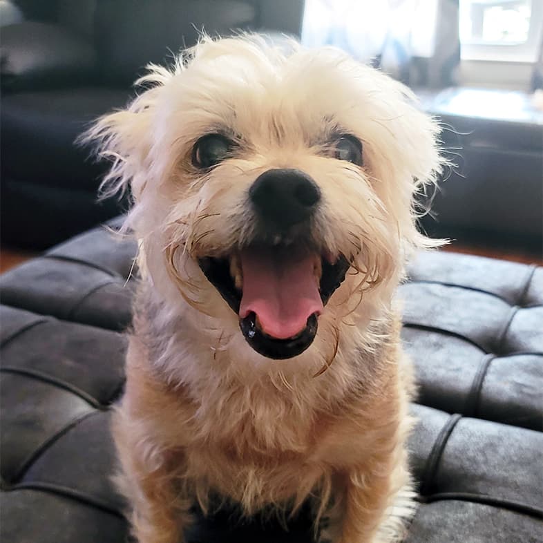 A close-up of a small white dog smiling with its tongue out while sitting on a footstool in a living room.