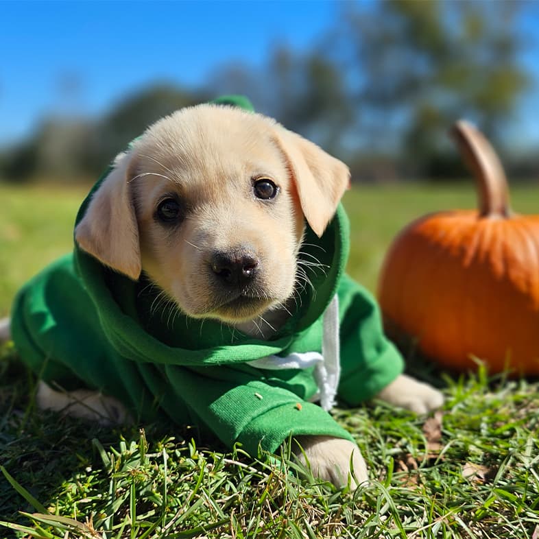 A close-up of a small white puppy wearing a green sweater while lying in the grass next to a small pumpkin.