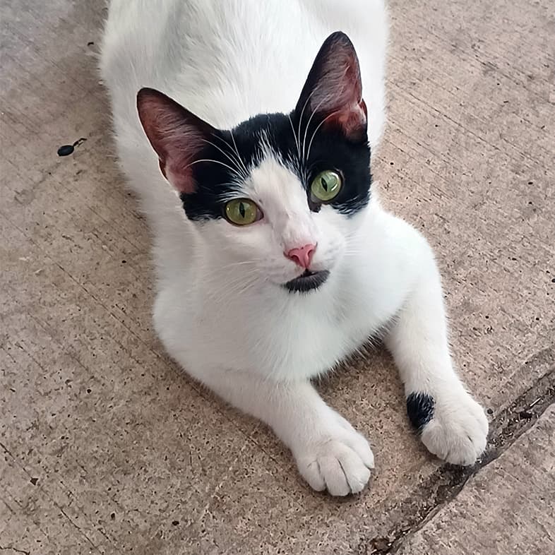 A close-up of a white and black cat lying on concrete pavement looking up.