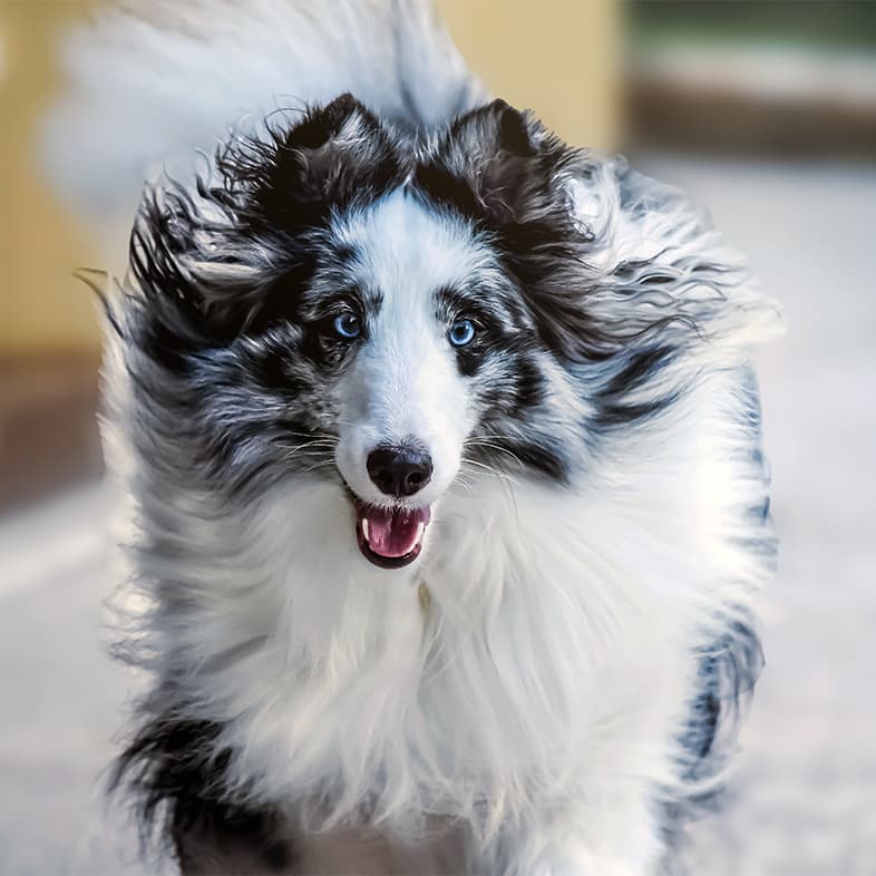 A close-up of a white and black long-haired dog running on a sidewalk with its hair blowing in the wind.