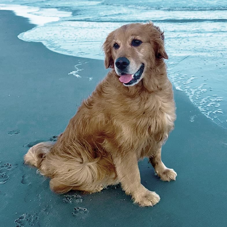 A golden retriever sitting on a sandy beach with ocean waves gently rolling in the background.