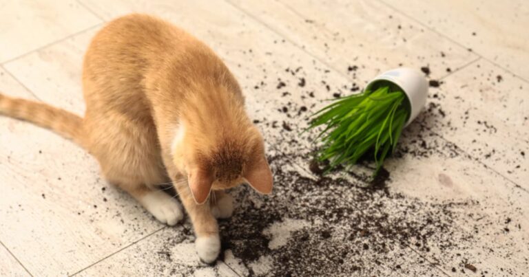 An orange and white cat looking down at a white pot of spilled grass and scattered soil on a wood floor.