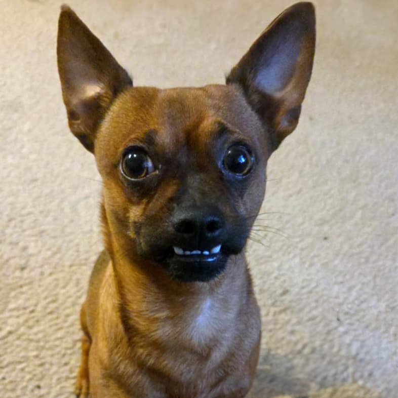 A small brown Chihuahua dog sitting on the floor showing a few teeth while attempting to smile.