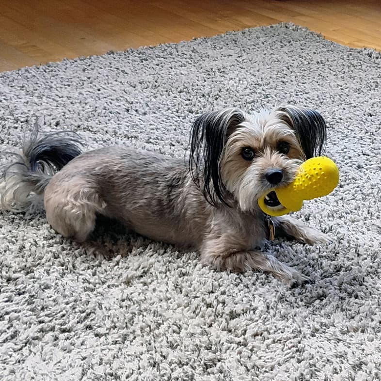 A small gray and black Yorkshire terrier lying on a rug with a yellow chew toy in its mouth.
