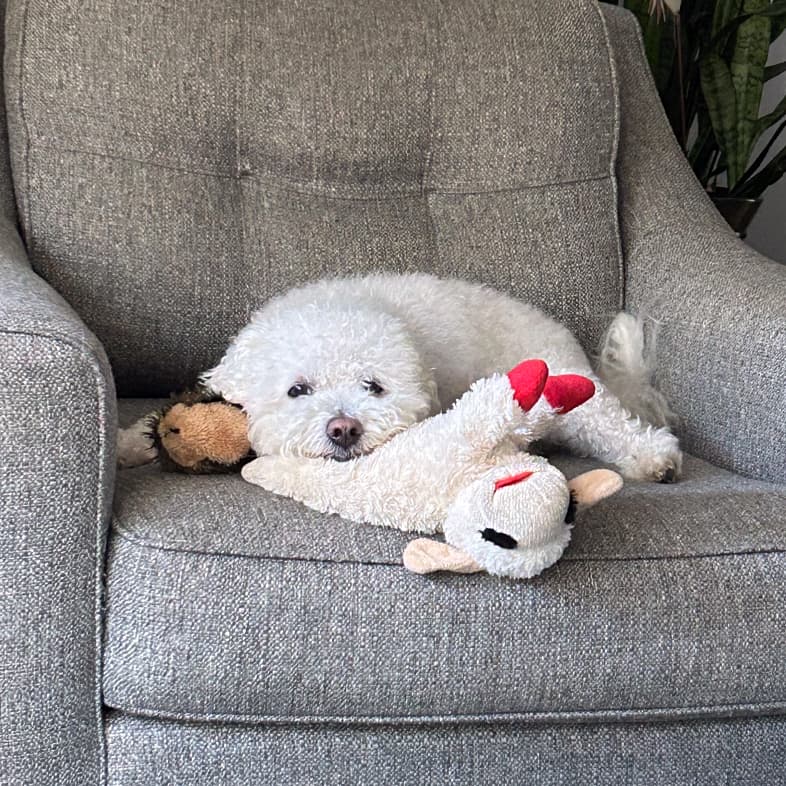 A small white dog lying in a chair with a toy lamb and a toy hedgehog nearby.