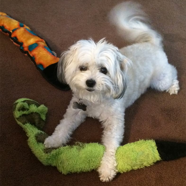 A small white dog lying on the floor with a green snake-shaped dog toy in between its front paws.