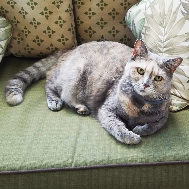 A tan and gray cat lying comfortably on a green couch.