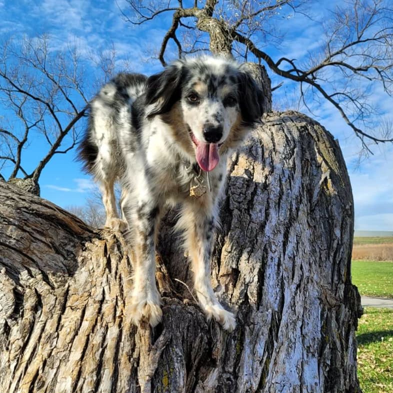 A white, black and tan Australian shepherd standing on the stump of a tree in a park.