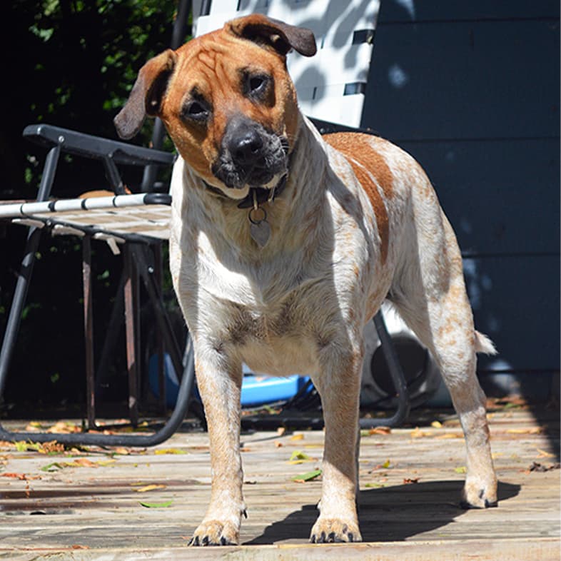 A white and brown dog standing in the sun on a wooden deck with a lawn chair in the background.
