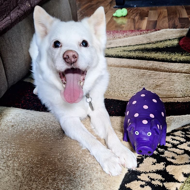A white dog lying on the floor with a purple pig toy next to its front paws.