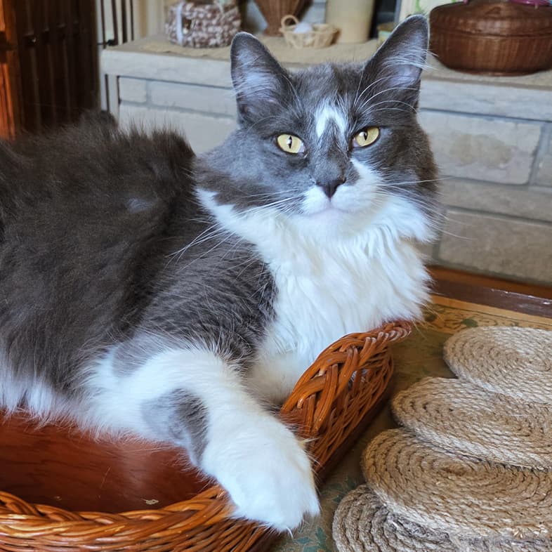 A white and gray long-haired cat lying in wicker basket on top of a coffee table.