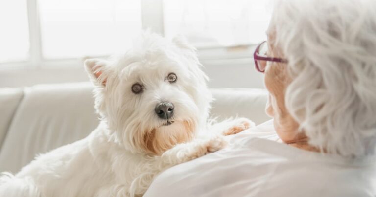 A white terrier dog lying on an older woman's chest looking up at her face.