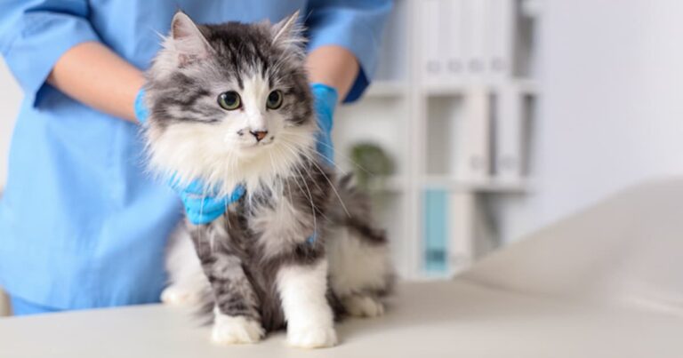 A black, gray and white long-haired cat sitting on a white table while a veterinarian in light blue scrubs and bright blue gloves examines the cat.