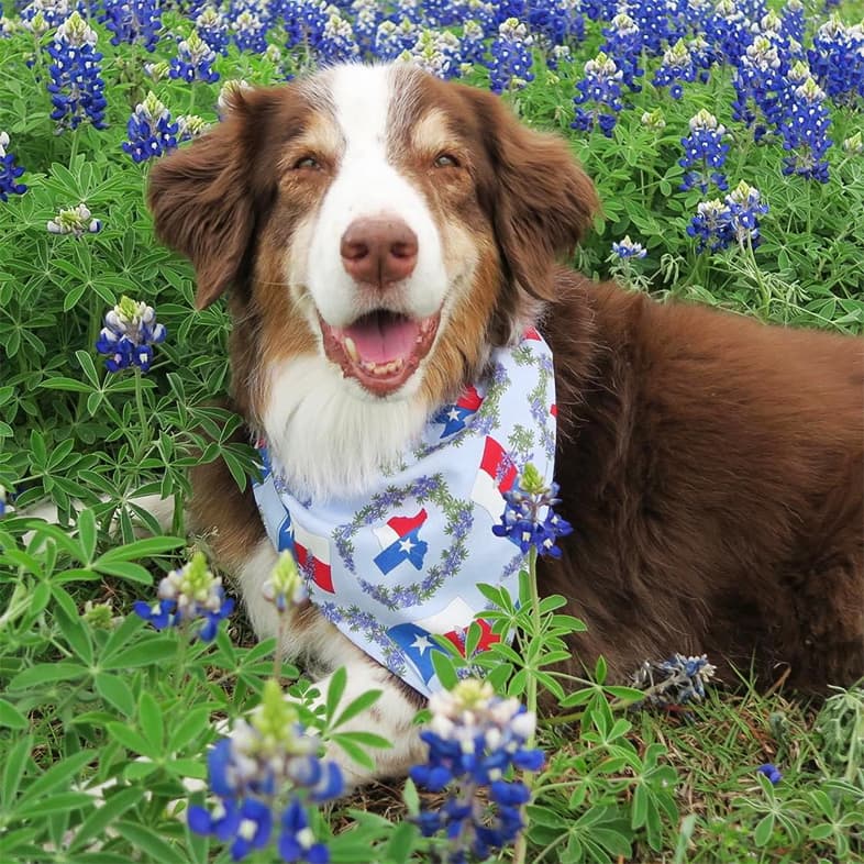 A brown and white dog wearing a Texas-themed bandana while lying in a field of purple wildflowers.