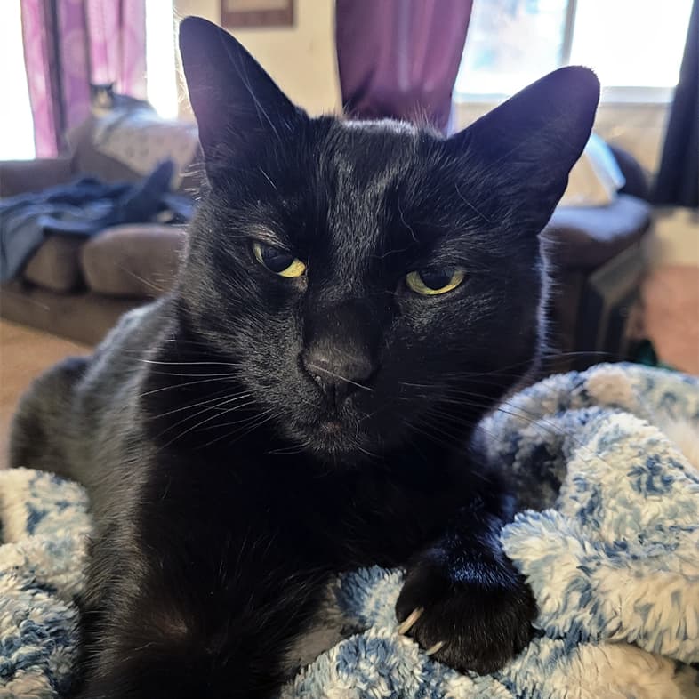 A close-up of a black cat with yellow eyes lying comfortably on a white and blue blanket.