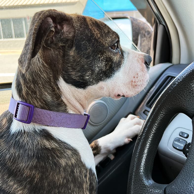 A close-up of a black, tan and white dog wearing a purple collar while sitting in the driver's seat of a car.