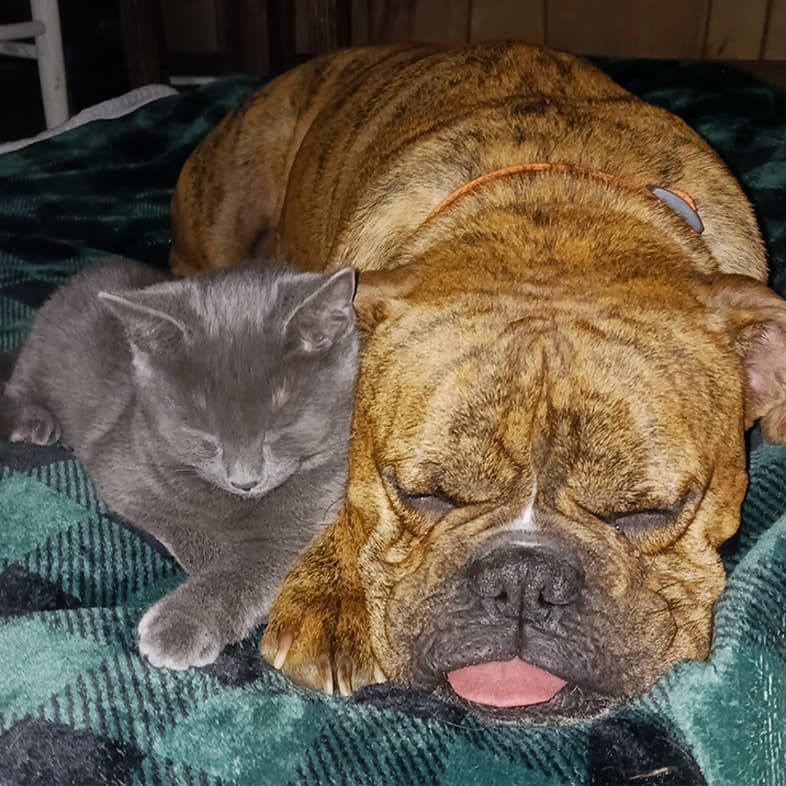 A close-up of a gray kitten and a brown dog sleeping together on a green plaid blanket.