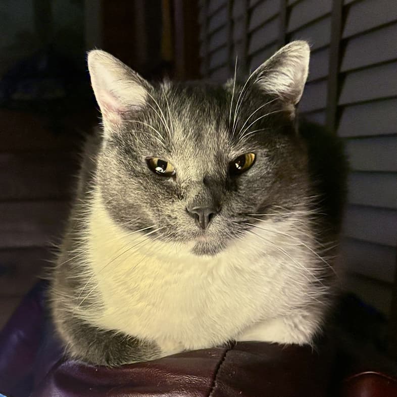 A close-up of a gray and white cat sitting comfortably on top of a leather chair.