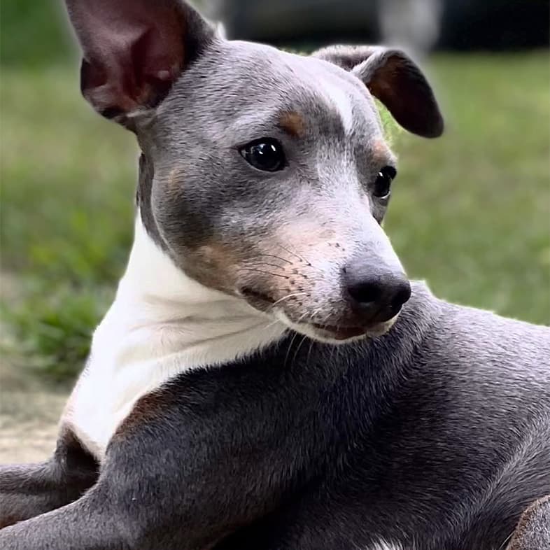 A close-up of a gray and white dog lying comfortably outside with green grass in the background.