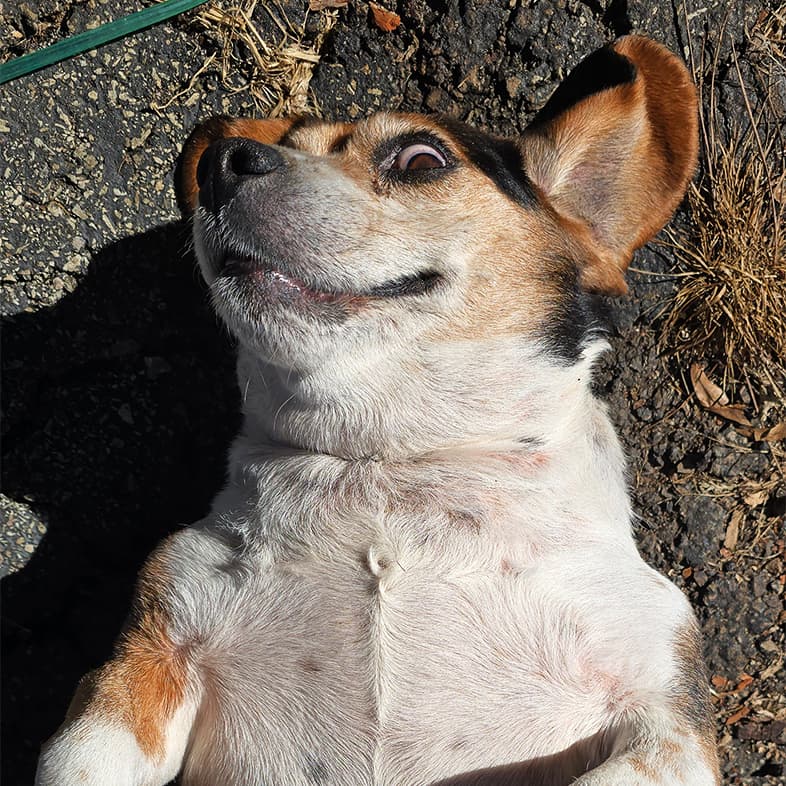 A close-up of a small black, tan and white dog lying on its back outside with its belly facing up towards the sun.