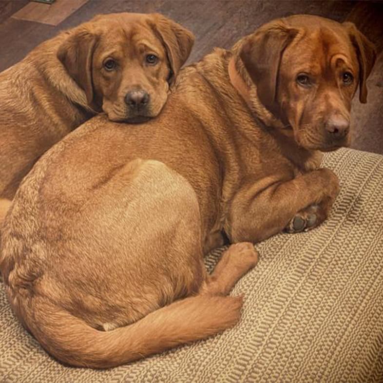 A close-up of two brown dogs lying closely together on a tan dog bed.