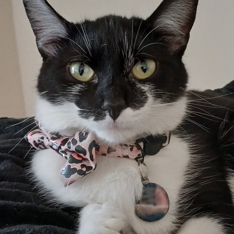 A close-up of a white and black cat wearing a pink bow and collar while lying on a dark blue blanket.