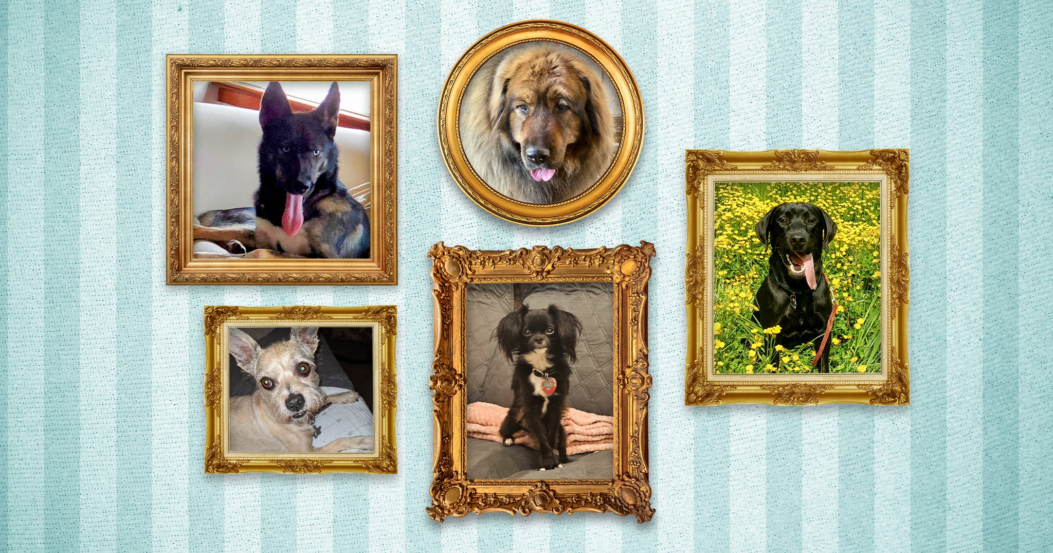 A collage of five dog portraits in gold frames on a striped blue background, featuring a black and tan dog, a large fluffy dog, a black Labrador in a field of flowers, a small tan dog, and a small white and black dog.
