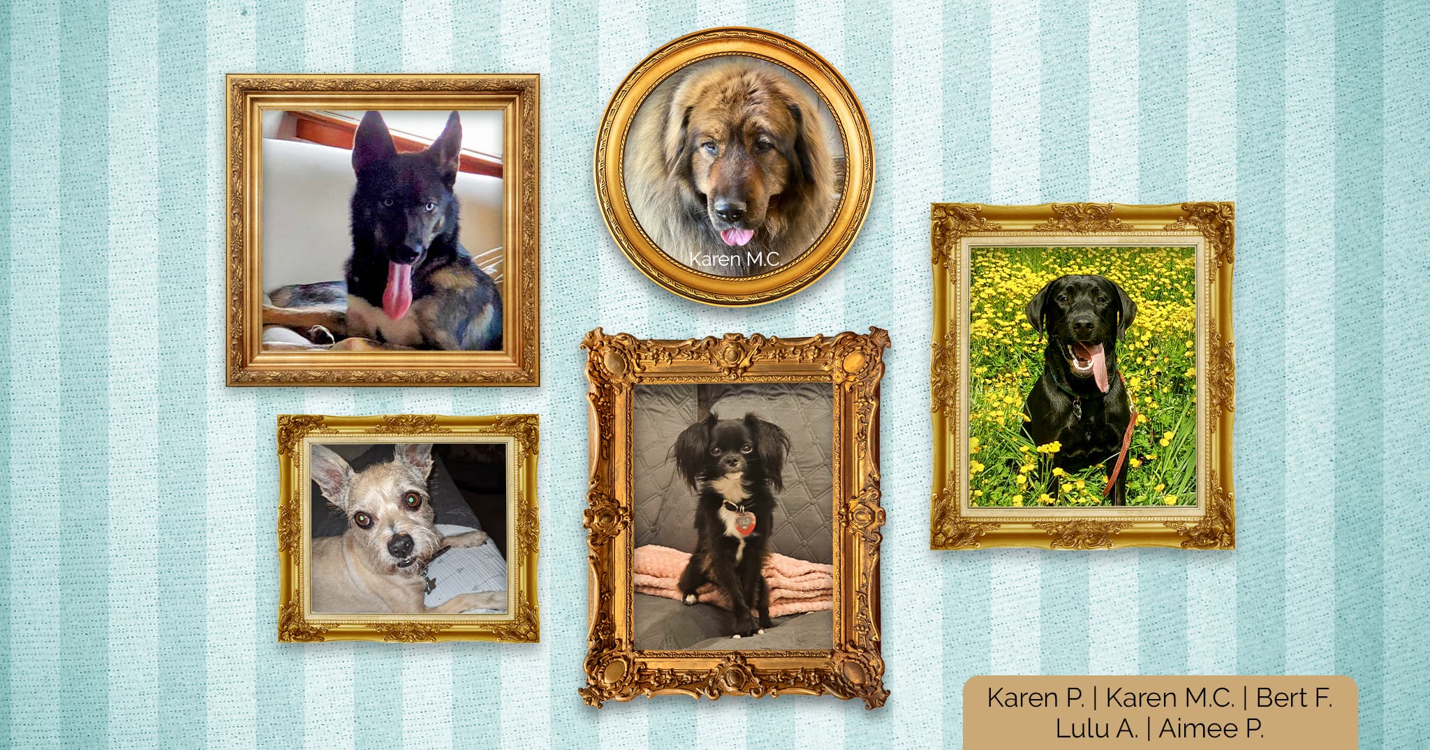 A collage of five dog portraits in gold frames on a striped blue background, featuring a black and tan dog, a large fluffy dog, a black Labrador in a field of flowers, a small tan dog, and a small white and black dog.